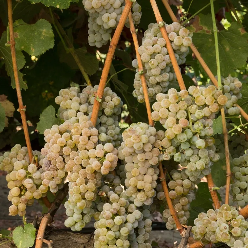 Cedar Lane Winery Tasting