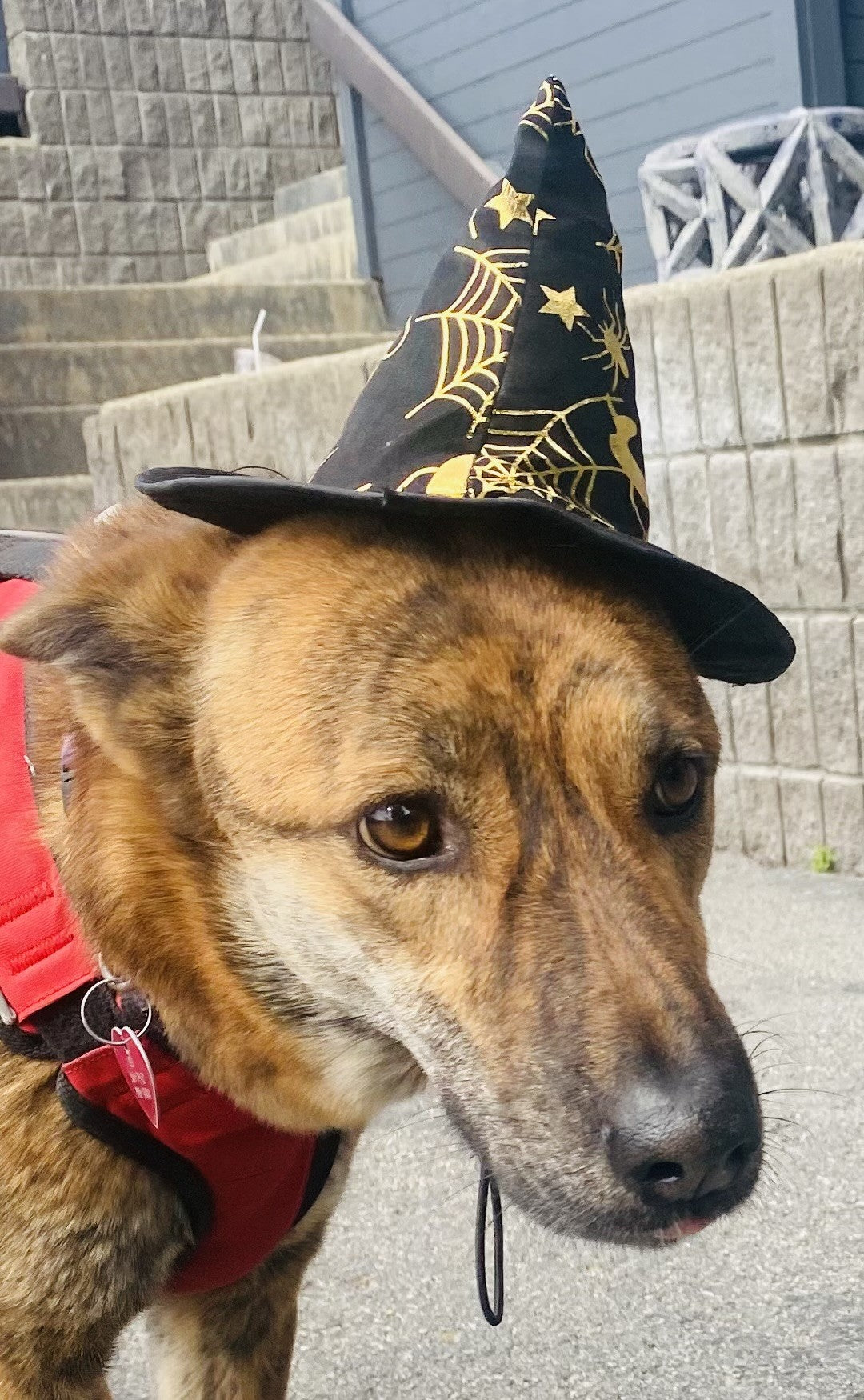 Dog Costume Contest, October 31st